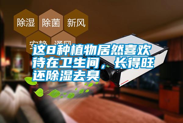 這8種植物居然喜歡待在衛(wèi)生間,長(zhǎng)得旺還除濕去臭