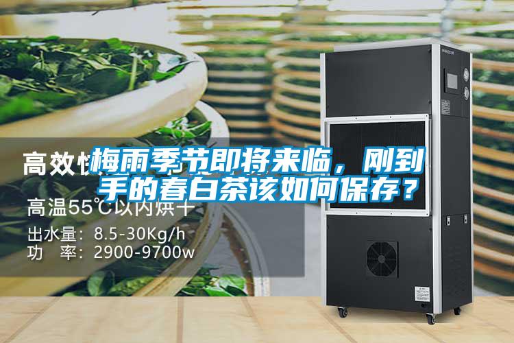 梅雨季節即將來臨，剛到手的春白茶該如何保存？